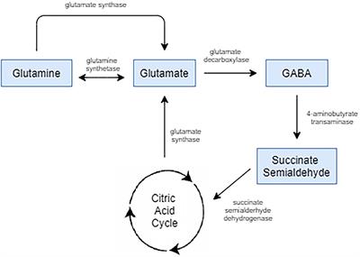 Glutamate Systems in DSM-5 Anxiety Disorders: Their Role and a Review of Glutamate and GABA Psychopharmacology